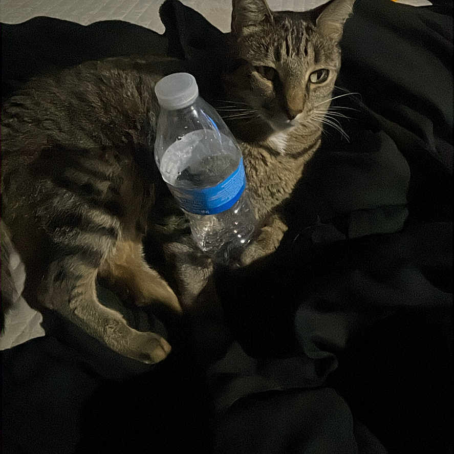 Goon joined the competition — help win amazing prizes! animal, bed, blanket, cat, dark, domestic, ear, feline, fur, indoor, paw, pet, relaxed, resting, shadow, sleepy, striped, tabby_cat, water_bottle, whiskers