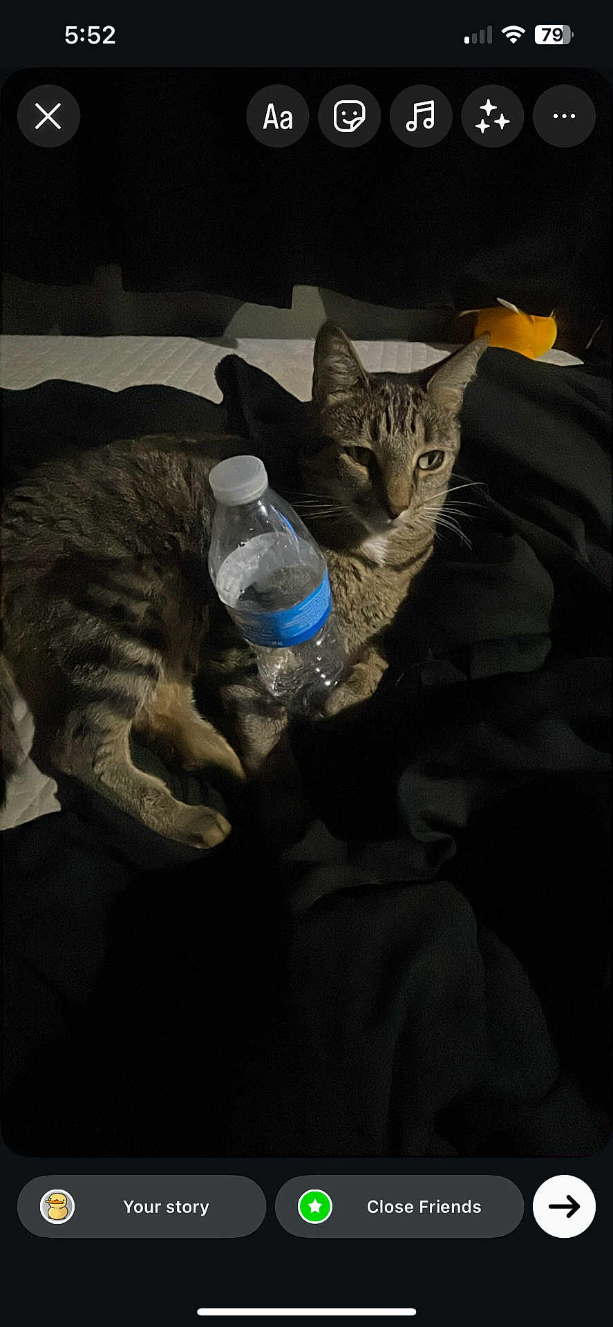 Goon joined the competition — help win amazing prizes! cat, tabby_cat, water_bottle, blanket, bed, indoor, pet, animal, feline, striped, resting, sleepy, domestic, fur, whiskers, ear, paw, relaxed, dark, shadow