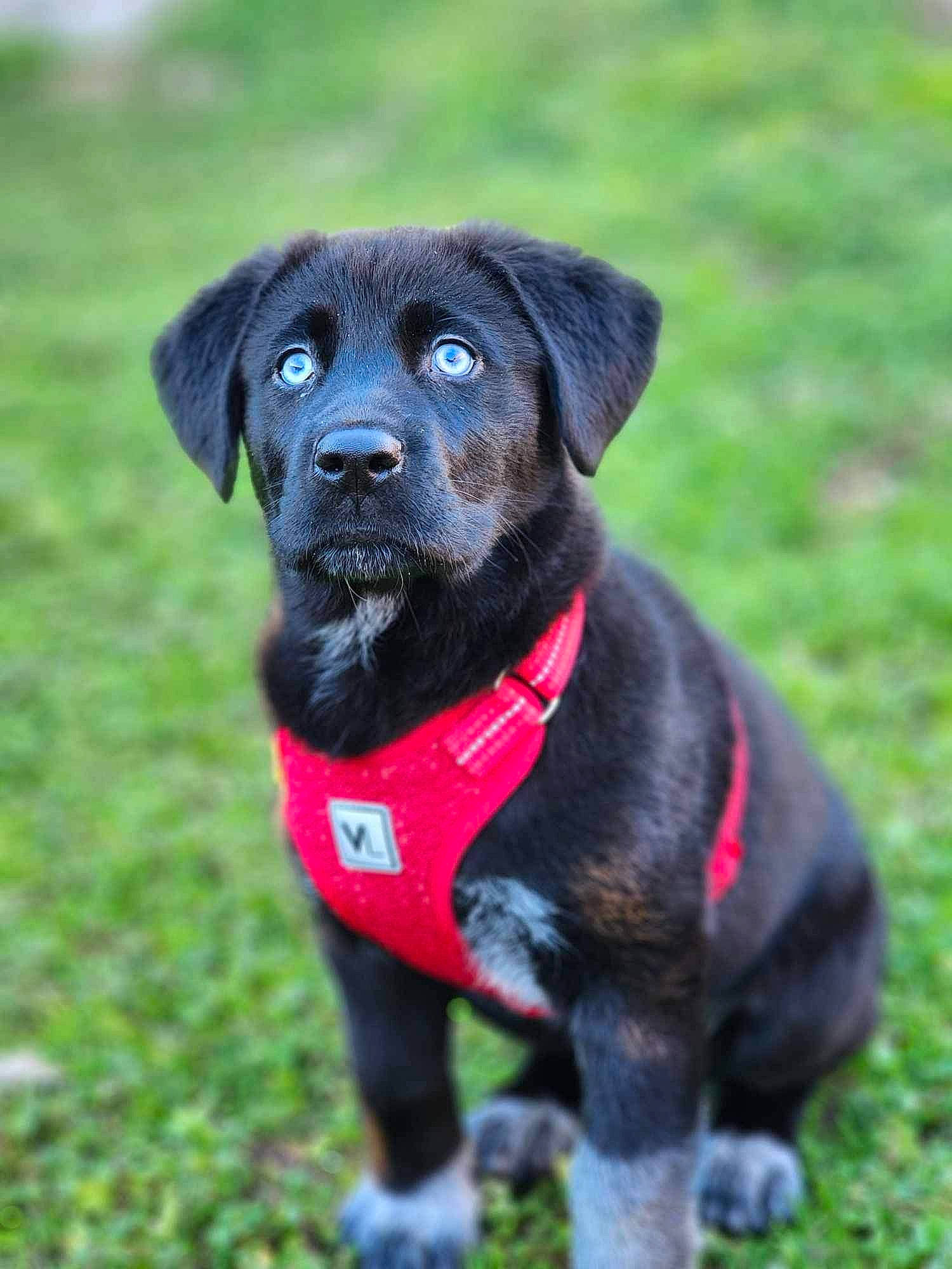 Luna is registered to the contest to win money with this photo: borador, canidae, carnivore, collar, companion_dog, dog, dog_breed, dog_collar, fashion_accessory, fur, grass, gun_dog, leash, pet_supply, plant, snout, sporting_group, tail, terrestrial_animal, working_animal