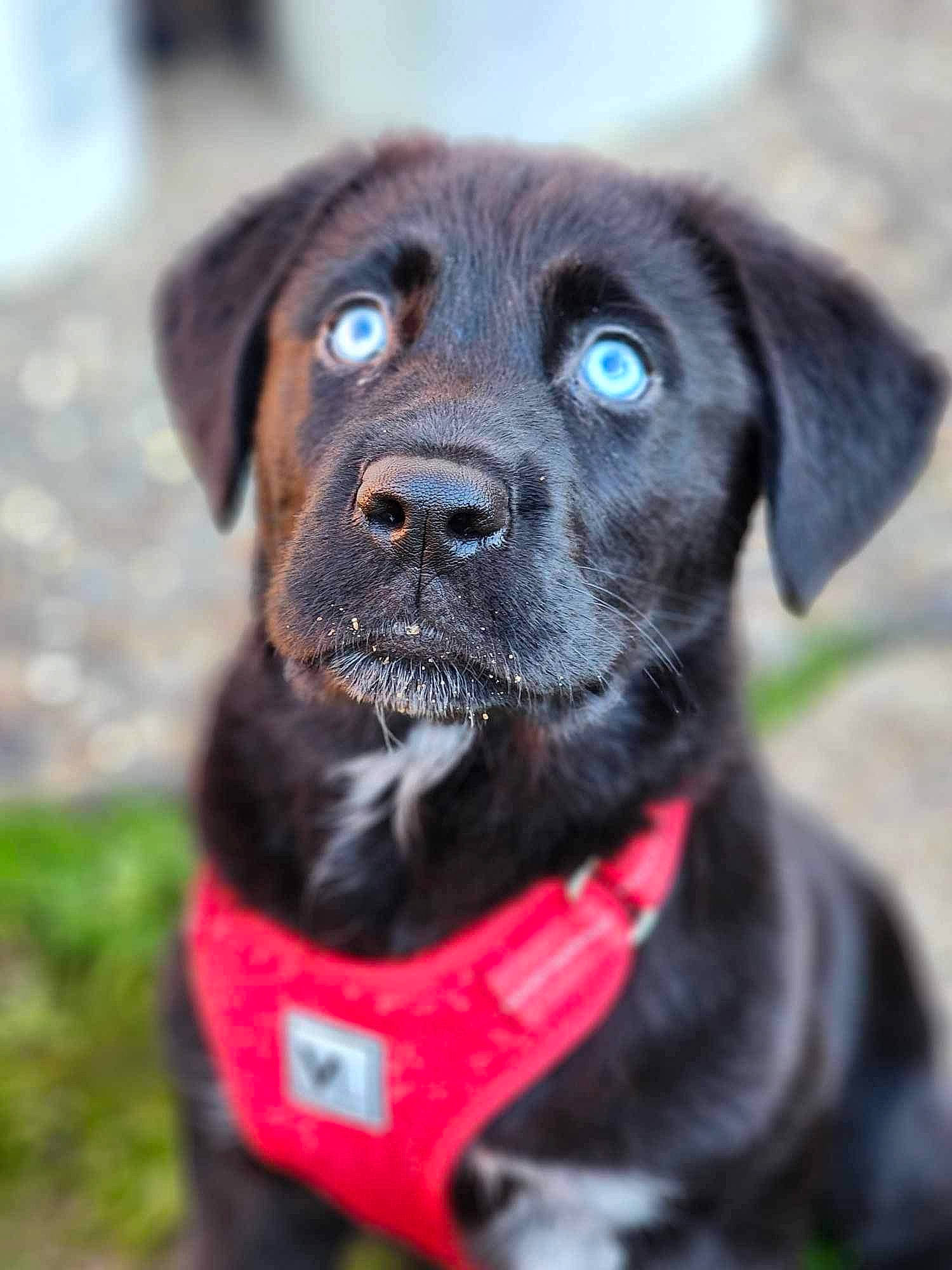 Luna joined the competition — help win amazing prizes! borador, carnivore, collar, companion_dog, dog, dog_breed, dog_collar, dog_supply, electric_blue, fur, grass, guard_dog, gun_dog, leash, pet_supply, retriever, sporting_group, terrestrial_animal, whiskers, working_animal