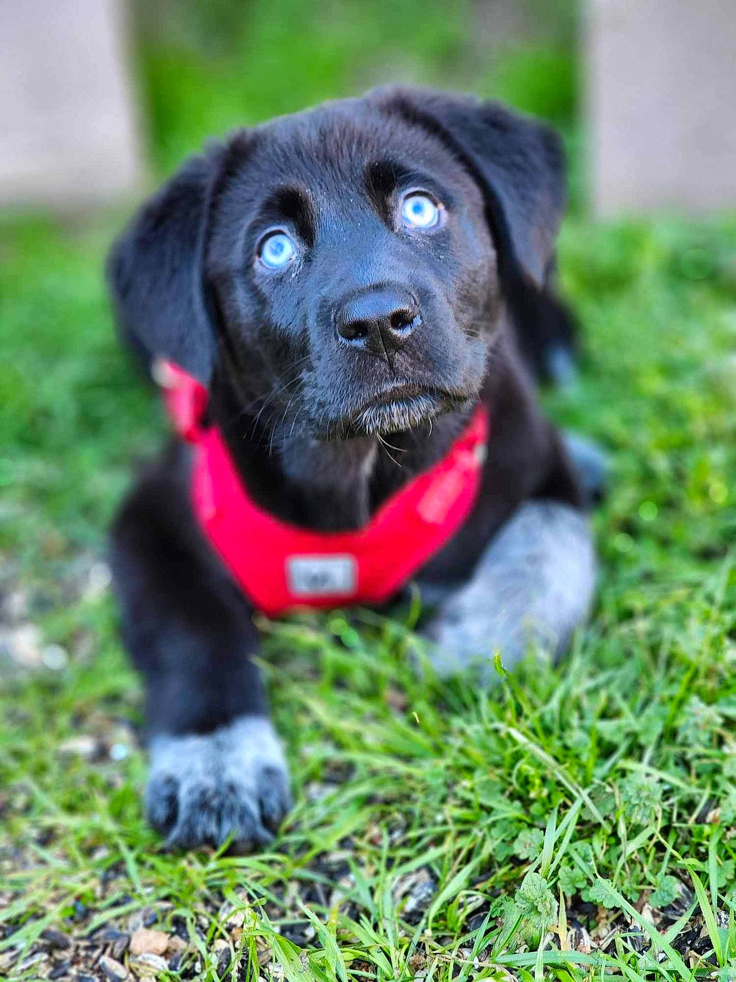 Luna is registered to the contest to win money with this photo: borador, canidae, carnivore, collar, companion_dog, dog, dog_breed, dog_collar, dog_supply, electric_blue, fur, grass, groundcover, gun_dog, plant, snout, sporting_group, terrestrial_animal, whiskers, working_animal