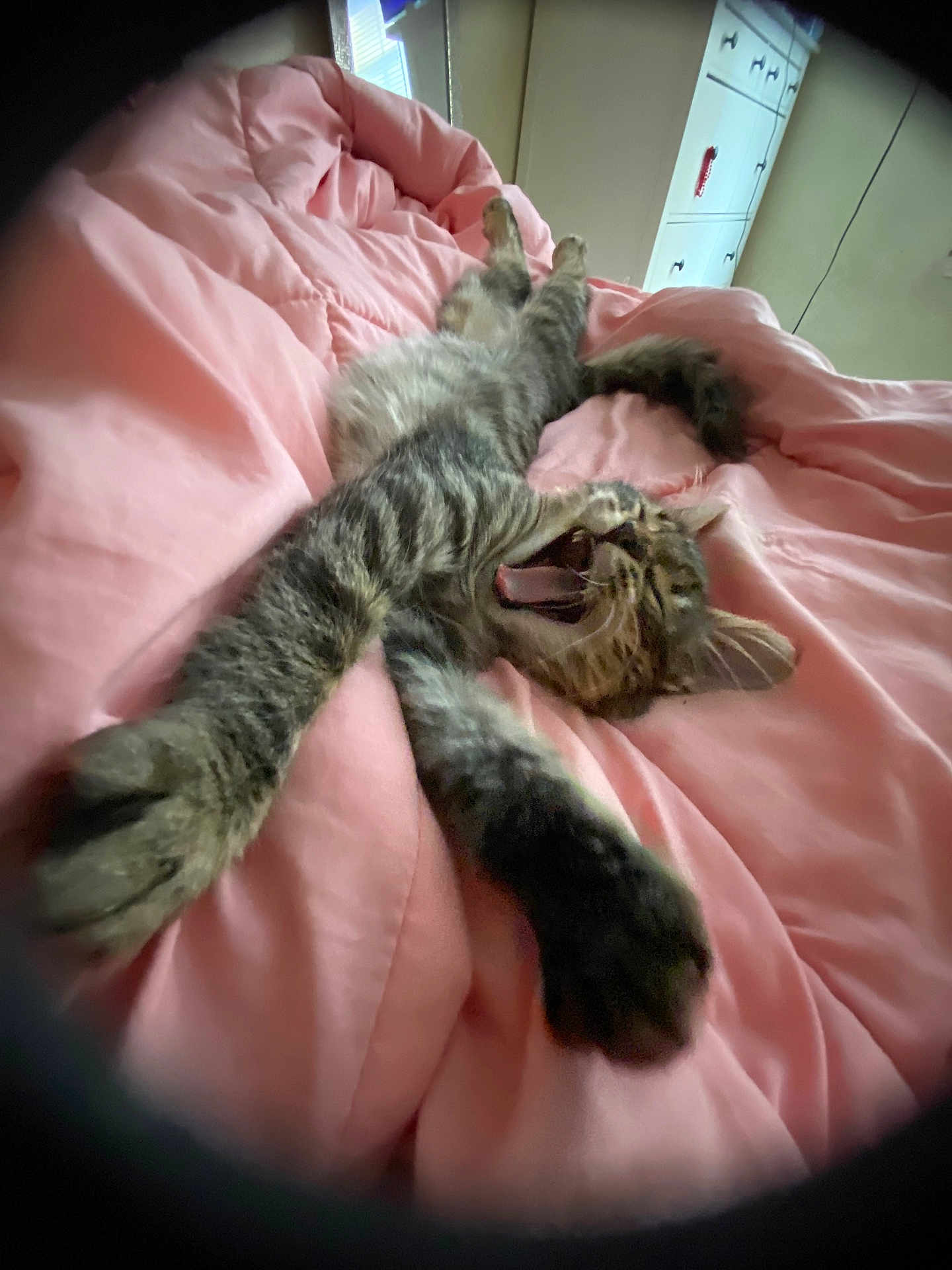 Jade is registered to the contest to win money with this photo: cat, tabby, stretching, yawning, bed, blanket, pink, furniture, indoor, cozy, soft_light, paw, fur, relaxing, sleepy, cute, animal, pet, whiskers, claws