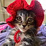 Jade is registered to the contest to win money with this photo: kitten, tabby, cat, red_bonnet, knitwear, whiskers, closeup, pet, cute, indoor, hand, furry, young_animal, portrait, animal_face, eyes, soft_focus, domestic_cat, adorable, feline