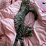 Jade is registered to the contest to win money with this photo: cat, tabby, pet, animal, feline, stretching, pink_blanket, bed, cozy, sleepy, cute, fur, whiskers, domestic_animal, relaxation, indoor, resting, paws, tail, comfort