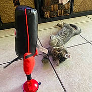 Jade is registered to the contest to win money with this photo: kitten, cat, toy, punching_bag, floor, tile, basket, clothes, playful, pet, indoor, fur, whiskers, tail, paw, animal, cute, domestic, young, curious