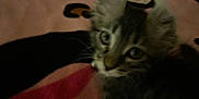 Jade is registered to the contest to win money with this photo: kitten, cat, animal, pet, fur, whiskers, ears, closeup, blurred, indoor, blanket, pattern, colorful, soft, cute, young, resting, sleepy, domestic, feline