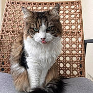 Lilou participe au concours pour gagner de l'argent avec cette photo : cat, fluffy, green_eyes, tongue_out, sitting, chair, woven_chair, cushion, indoor, pet, feline, fur, portrait, animal, cute, domestic_cat, whiskers, expression, natural_light, close_up