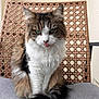 cat, fluffy, green_eyes, tongue_out, sitting, chair, woven_chair, cushion, indoor, pet, feline, fur, portrait, animal, cute, domestic_cat, whiskers, expression, natural_light, close_up