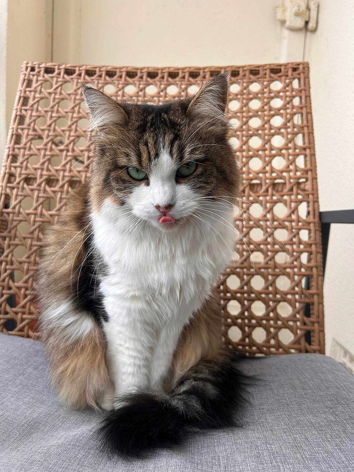 Lilou participe au concours pour gagner de l'argent avec cette photo : cat, fluffy, green_eyes, tongue_out, sitting, chair, woven_chair, cushion, indoor, pet, feline, fur, portrait, animal, cute, domestic_cat, whiskers, expression, natural_light, close_up
