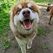 Sakari is registered to the contest to win money with this photo: dog, happy, outdoor, grass, nature, animal, canine, pet, smiling, fur, playful, muzzle, walking, sunlight, tree, collar, park, friendly, excited, tongue