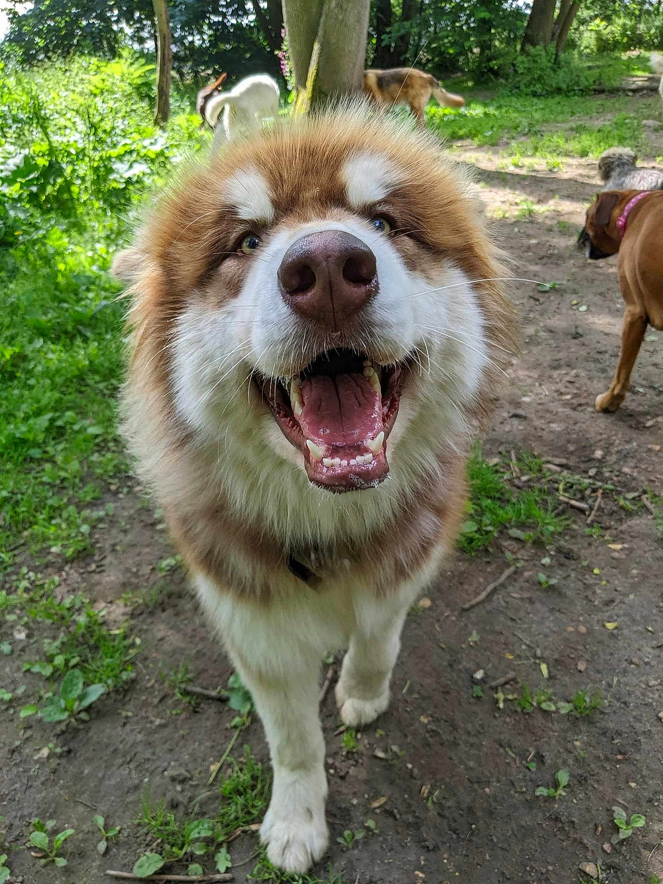 Sakari