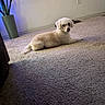 Benny is registered to the contest to win money with this photo: dog, white_dog, carpet, indoor, plant, vase, wall, electrical_outlet, floor, pet, curious, relaxed, cozy, furniture, lighting, home, animal, fur, small_dog, poodle