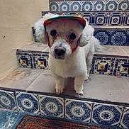 Benny is registered to the contest to win money with this photo: dog, white_dog, cap, stairs, tiled_stairs, patterned_tiles, blue_tiles, doormat, bicycle_pattern, curious, pet, animal, indoor, wall, floor, portrait, cute, small_dog, standing, colorful_cap