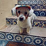 dog, white_dog, cap, stairs, tiled_stairs, patterned_tiles, blue_tiles, doormat, bicycle_pattern, curious, pet, animal, indoor, wall, floor, portrait, cute, small_dog, standing, colorful_cap