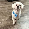 dog, white, bow_tie, pet, indoor, floor, wooden_floor, curious, small_dog, poodle, cute, animal, companion, fur, adorable, standing, looking_up, domestic, mammal, portrait