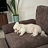 Benny is registered to the contest to win money with this photo: dog, white_dog, poodle, sleeping, couch, living_room, plant, indoor, furniture, carpet, relaxing, pet, cozy, brown_couch, houseplant, modern_interior, resting, domestic_animal, home, calm