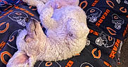 Benny joined the competition — help win amazing prizes! dog, white_dog, curly_fur, lying_down, bed, blanket, sports_team_logo, chicago_bears, indoor, carpet, relaxed, pet, sleeping, cozy, fur, animal, paw, cute, resting, canine