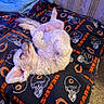dog, white_dog, curly_fur, lying_down, bed, blanket, sports_team_logo, chicago_bears, indoor, carpet, relaxed, pet, sleeping, cozy, fur, animal, paw, cute, resting, canine