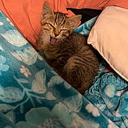 Callégato joined the competition — help win amazing prizes! animal, blanket, cat, cozy, cute, feline, fur, home, indoor, kitten, pet, pillow, relaxed, resting, sleepy, small, soft, tabby, yawning, young