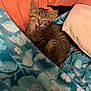 kitten, cat, tabby, sleepy, yawning, blanket, pillow, cozy, indoor, pet, cute, feline, resting, soft, fur, animal, home, young, small, relaxed
