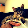 kitten, cat, tabby, hand, fingernails, indoor, person_hand, resting, animal, pet, paw, furniture, wall, artwork, relaxed, cute, closeup, domestic_animal, feline, young