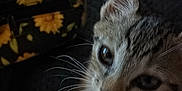 Callégato is registered to the contest to win money with this photo: animal, cat, close_up, curious, cute, dark_background, ears, eyes, fabric, face, feline, flower_pattern, indoor, kitten, pet, soft_light, tabby, texture, whiskers, young