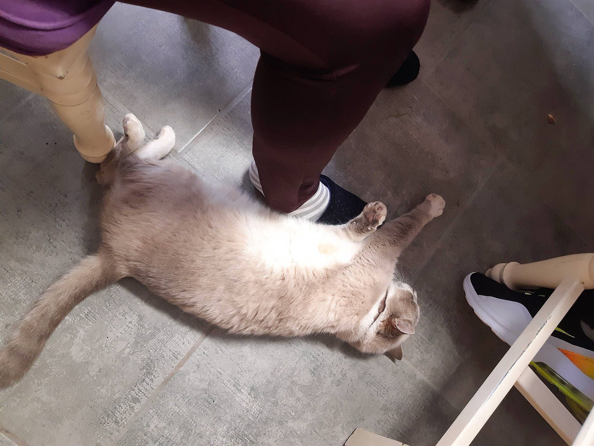 Fanta a rejoint le concours — aidez-le/la à gagner de superbes lots ! canidae, carnivore, dog_breed, fawn, mammal, sporting_group