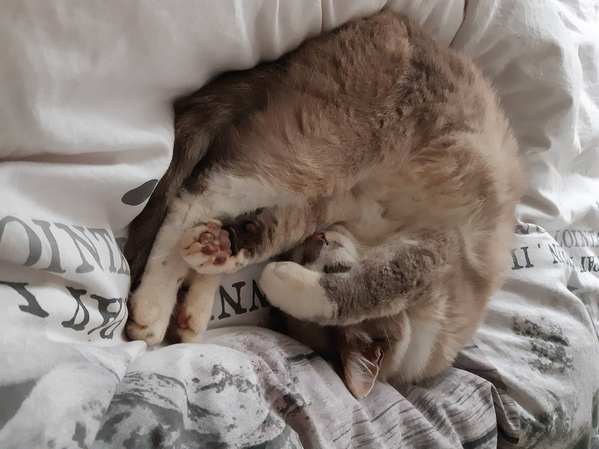 Fanta a rejoint le concours — aidez-le/la à gagner de superbes lots ! carnivore, cat, claw, comfort, european_shorthair, felidae, fur, kitten, nap, norwegian_forest_cat, paw, sleep, small_to_medium_sized_cats, whiskers