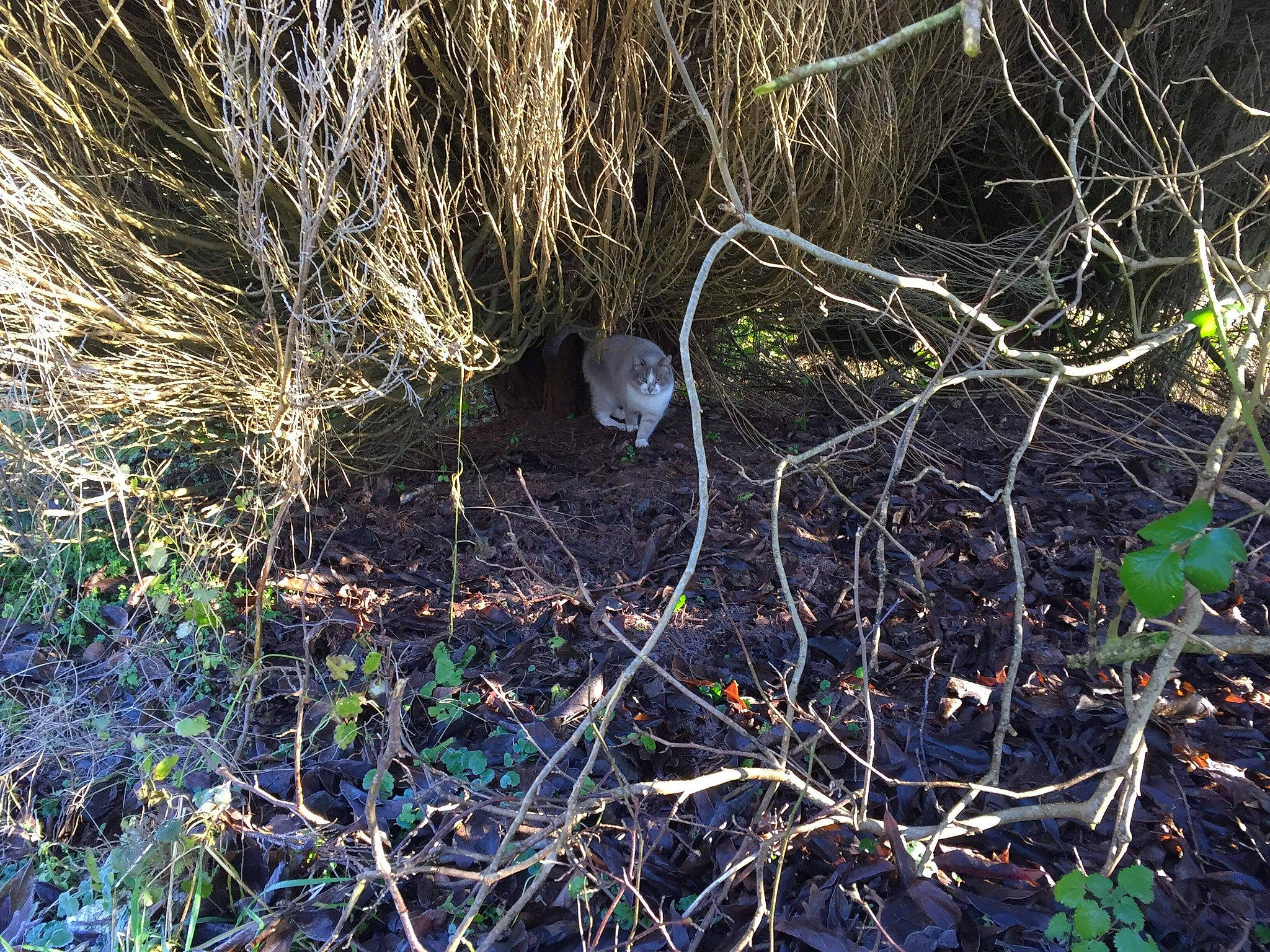 Fanta participe au concours pour gagner de l'argent avec cette photo : branch, grass, grass_family, marsupial, plant, plant_community, shrubland, tree, twig, wildlife