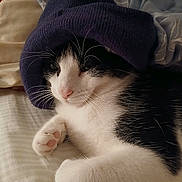 Oréo a rejoint le concours — aidez-le/la à gagner de superbes lots ! bed, black_and_white, blanket, cat, cozy, cute, domestic_animal, feline, fur, hat, indoor, kitten, knit_hat, paw, pet, portrait, relaxing, resting, sleepy, whiskers