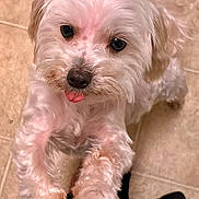 Bentley is registered to the contest to win money with this photo: adorable, animal, canine, close_up, companion, cute, dog, domestic_animal, fluffy, friendly, fur, indoor, looking_up, paw, pet, playful, small_dog, tile_floor, tongue_out, white_fur