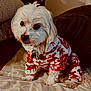 Bentley joined the competition — help win amazing prizes! dog, pet, white_dog, pajamas, holiday_clothing, cute, fluffy, bed, indoors, cozy, patterned_bedspread, warm_lighting, small_dog, fur, collar, tags, resting, looking_away, domestic_animal, companion