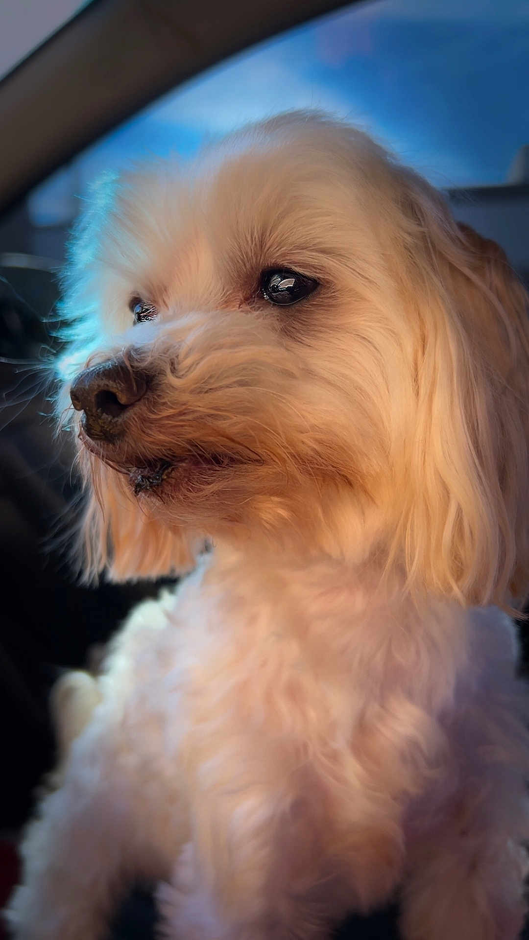 Bentley joined the competition — help win amazing prizes! dog, pet, animal, white_dog, fluffy, curly_fur, close_up, portrait, car_interior, window, side_view, soft_light, cute, domestic_animal, canine, furry, companion, indoors, looking_away, calm