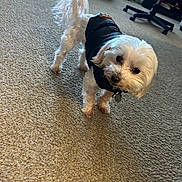 Bentley joined the competition — help win amazing prizes! dog, white_dog, pet, indoor, carpet, black_jacket, small_dog, curious, furniture, chair, pet_bed, tail, floor, cute, animal, domestic_animal, head_tilt, cozy, living_room, fur