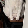 Tiffany joined the competition — help win amazing prizes! animal, black_patches, cat, close_up, cozy, cute, domestic_animal, feline, front_legs, fur, household, indoor, paws, pet, quiet, resting, sitting, whiskers, white_cat, wooden_surface