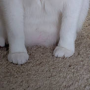Tiffany is registered to the contest to win money with this photo: animal, carpet, cat, claws, close_up, cute, domestic, feline, fur, indoor, legs, mystery, paws, pet, quiet, resting, soft, texture, whiskers, white_cat