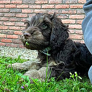 Oakley is registered to the contest to win money with this photo: brick_wall, canine, chewing, close_up, collar, curly_fur, dog, flower, fur, grass, greenery, nature, outdoor, pet, playful, puppy, resting, side_view, summer, young_dog