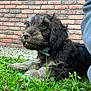 brick_wall, canine, chewing, close_up, collar, curly_fur, dog, flower, fur, grass, greenery, nature, outdoor, pet, playful, puppy, resting, side_view, summer, young_dog