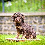 Oakley joined the competition — help win amazing prizes! puppy, dog, brown_dog, grass, outdoor, wooden_stump, garden, stone_wall, pet, cute, fur, animal, young_dog, sitting, nature, greenery, canine, portrait, small_dog, fluffy