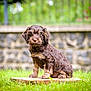animal, brown_dog, canine, cute, dog, fluffy, fur, garden, grass, greenery, nature, outdoor, pet, portrait, puppy, sitting, small_dog, stone_wall, wooden_stump, young_dog