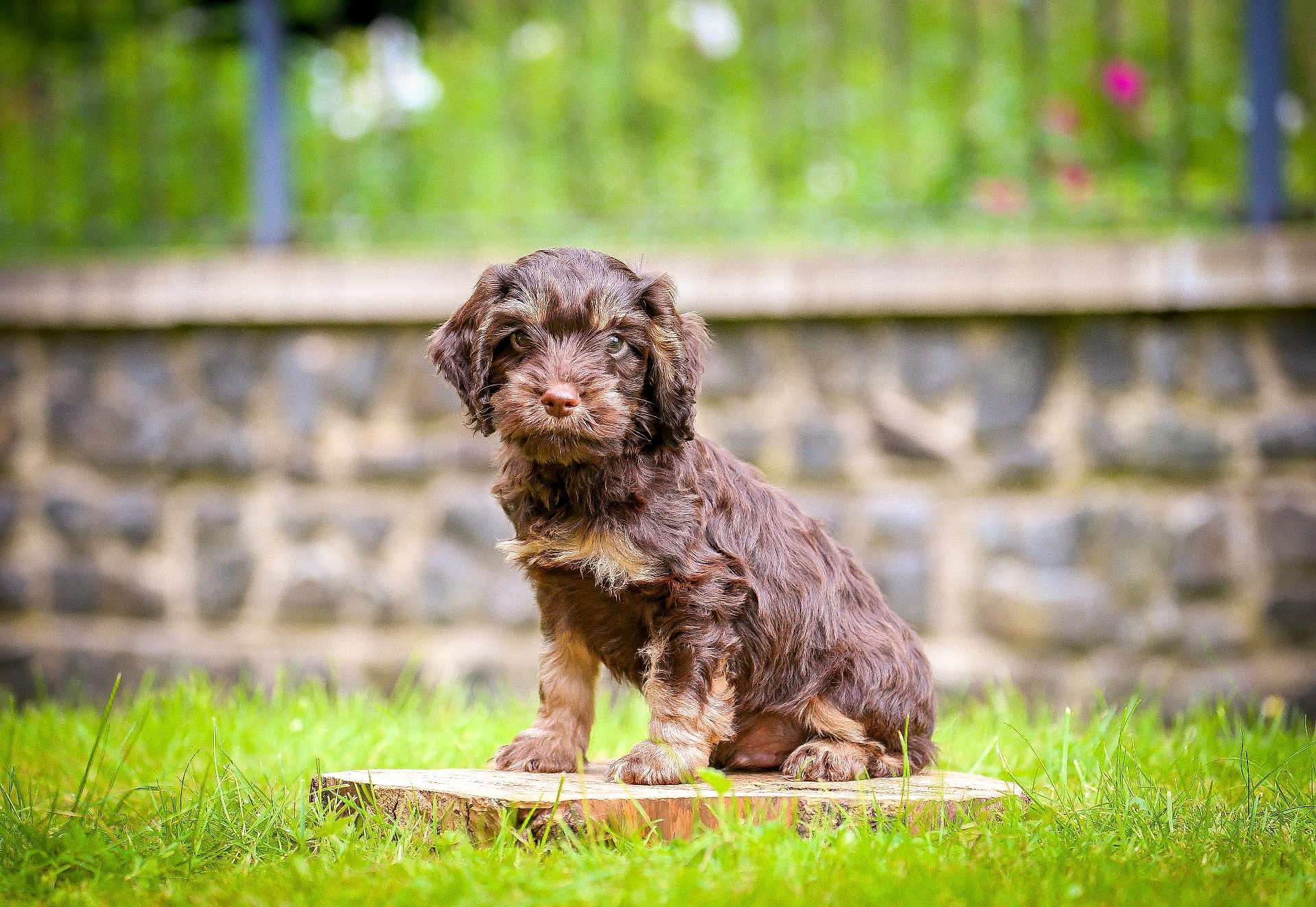Oakley joined the competition — help win amazing prizes! puppy, dog, brown_dog, grass, outdoor, wooden_stump, garden, stone_wall, pet, cute, fur, animal, young_dog, sitting, nature, greenery, canine, portrait, small_dog, fluffy