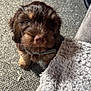 blanket, brown, carpet, collar, cozy, cute, dog, floor, fluffy, fur, home, indoor, knitted, looking_up, pet, puppy, small, soft_light, texture, young