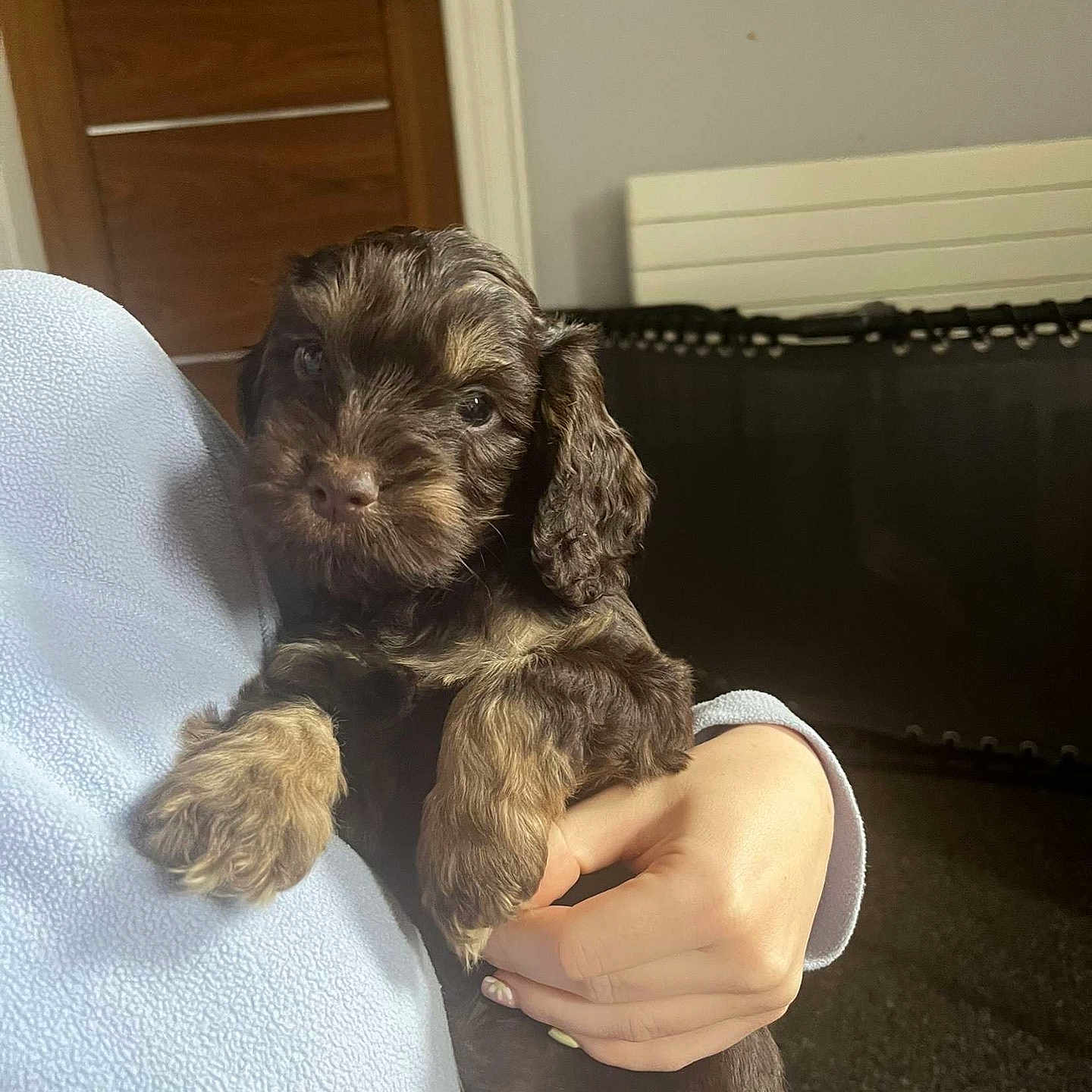Oakley joined the competition — help win amazing prizes! animal, brown_fur, calm, carpet, cozy, curious, cute, dog, fleece_jacket, fur, hand, holding, indoor, light_tan_markings, person, pet, puppy, radiator, wooden_door, young_dog