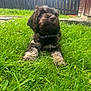 Oakley is registered to the contest to win money with this photo: animal, backyard, canine, collar, cute, dog, fence, fur, grass, greenery, mammal, nature, outdoor, pet, playful, puppy, resting, summer, sunlight, young_dog