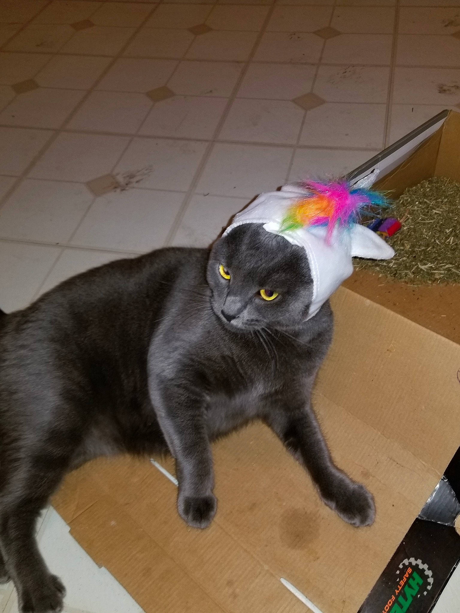 Layla joined the competition — help win amazing prizes! black_cat, british_shorthair, carnivore, cat, chartreux, domestic_short_haired_cat, european_shorthair, felidae, korat, russian_blue, small_to_medium_sized_cats, tail, whiskers