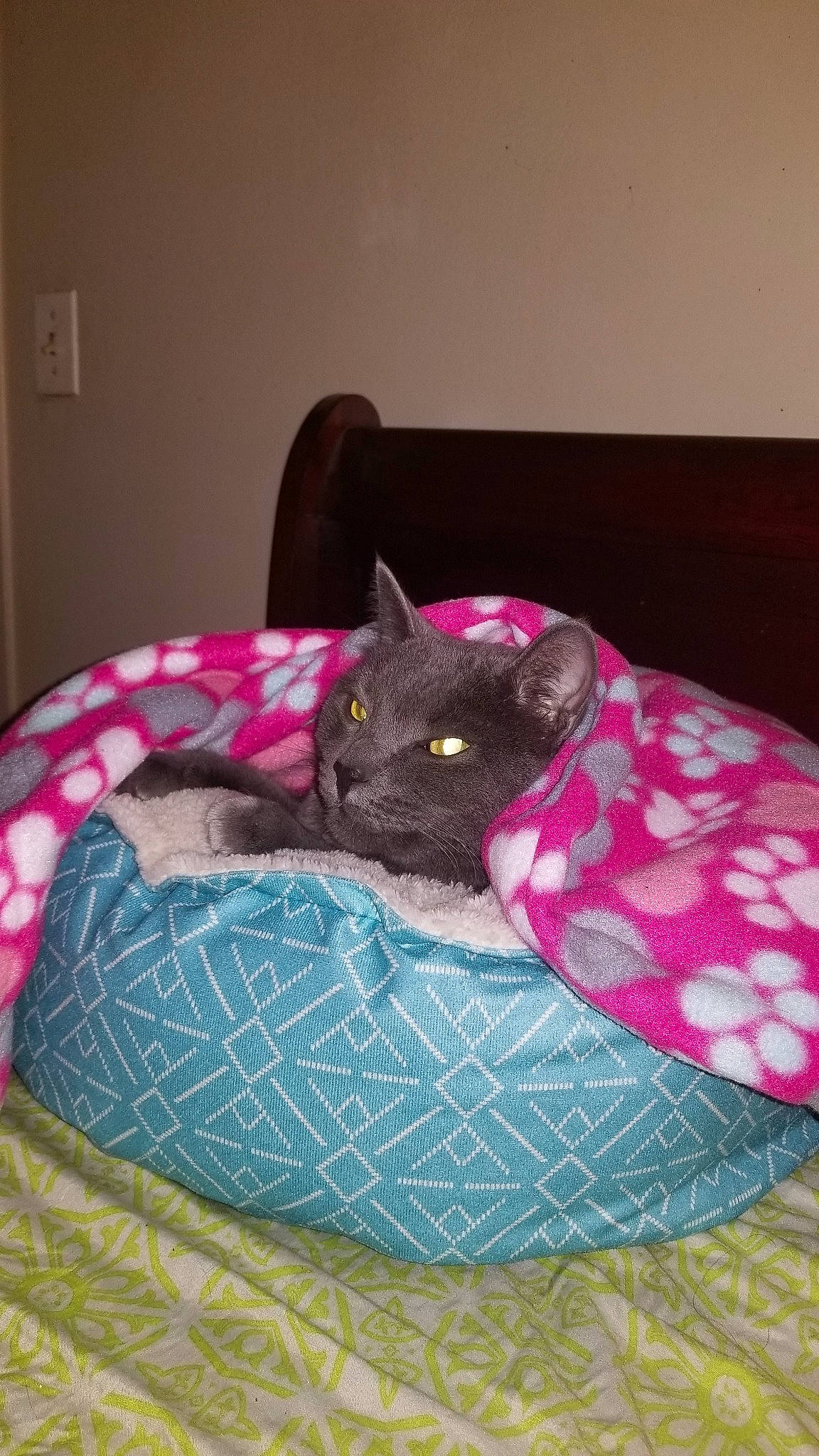 Layla is registered to the contest to win money with this photo: bed, bed_sheet, carnivore, cat, cat_bed, comfort, felidae, furniture, kitten, korat, linens, pink, russian_blue, small_to_medium_sized_cats, whiskers