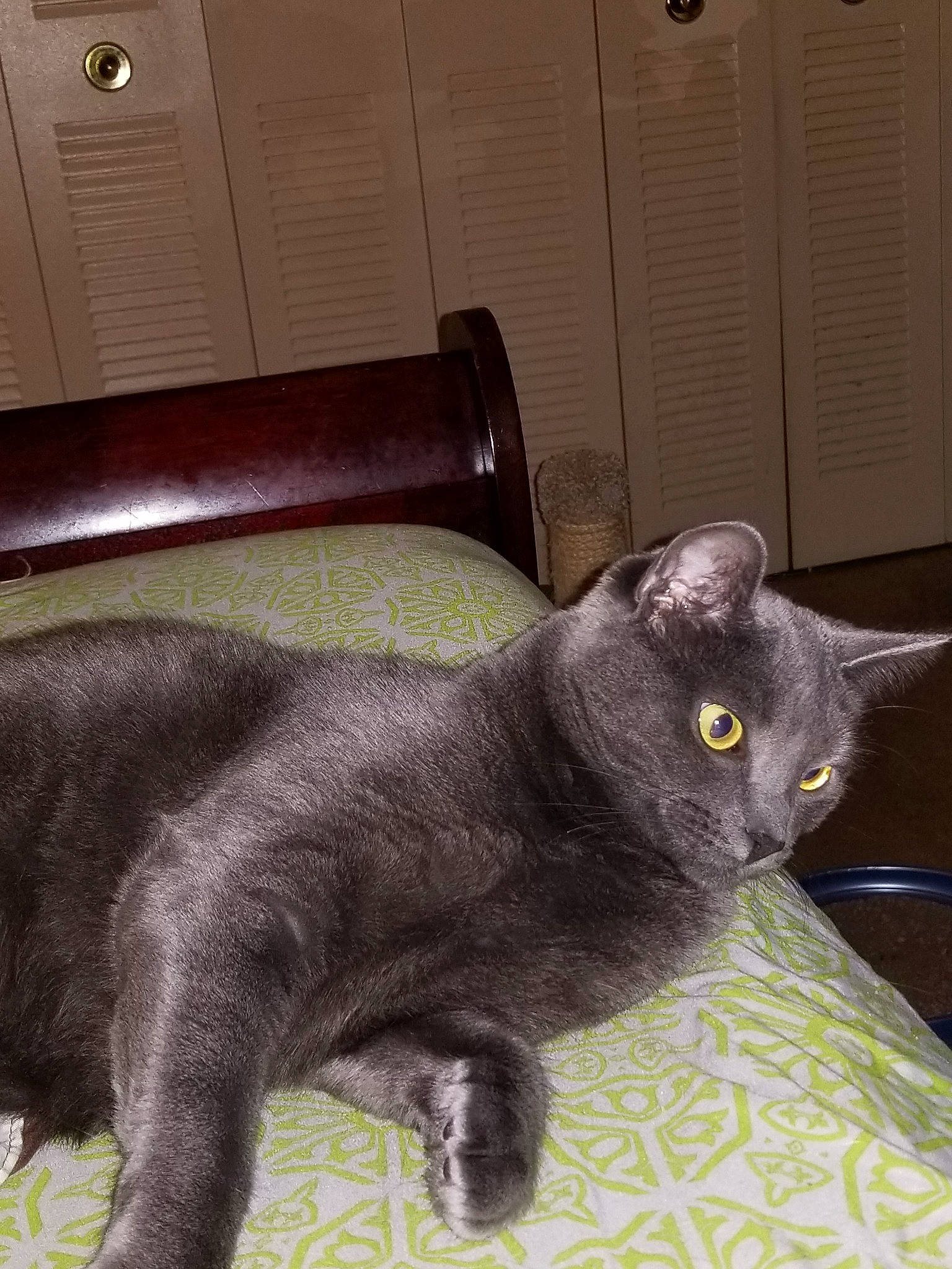 Layla joined the competition — help win amazing prizes! asian, black_cat, british_shorthair, burmese, carnivore, cat, chartreux, domestic_short_haired_cat, felidae, havana_brown, korat, mammal, nebelung, russian_blue, small_to_medium_sized_cats, snout, vertebrate, whiskers