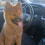 Brioche a rejoint le concours — aidez-le/la à gagner de superbes lots ! dog, puppy, car_interior, steering_wheel, seat, tongue_out, happy, pet, fluffy, brown, window, dashboard, vehicle, front_seat, leather_seat, car_door, gear_shift, side_mirror, daylight, domestic_animal