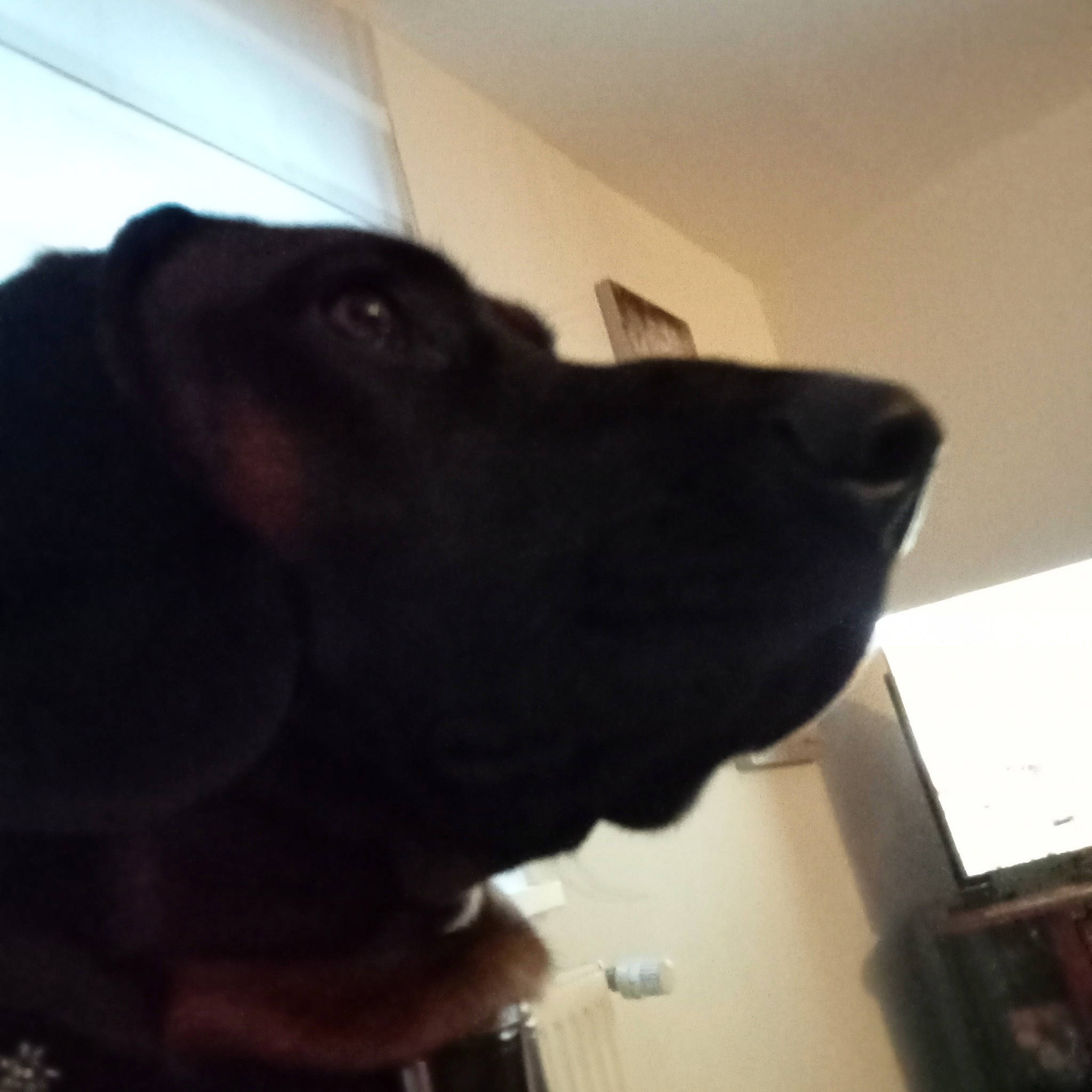 Olaf participe au concours pour gagner de l'argent avec cette photo : borador, carnivore, collar, comfort, companion_dog, dog, dog_breed, dog_collar, ear, fawn, fur, gesture, guard_dog, liver, selfie, snout, sporting_group, whiskers, working_animal, working_dog