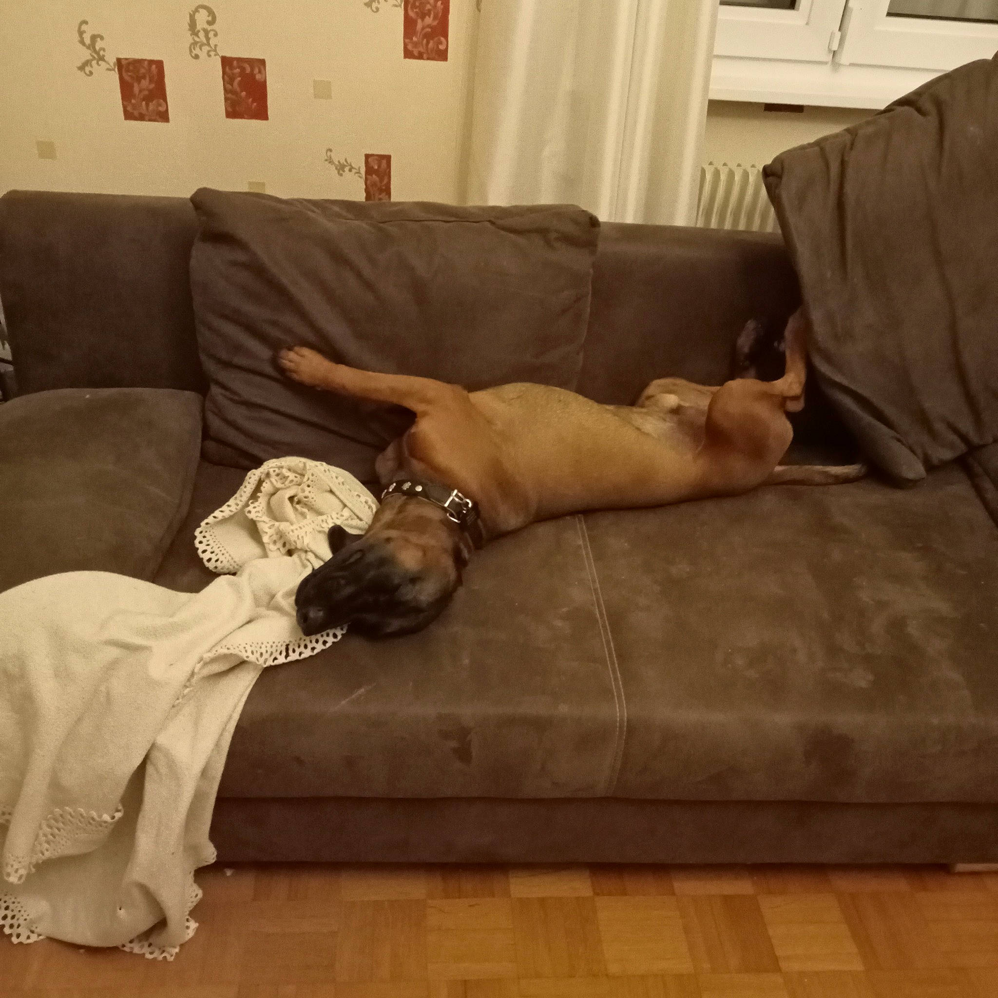 Olaf a rejoint le concours — aidez-le/la à gagner de superbes lots ! comfort, companion_dog, couch, floor, flooring, furniture, hardwood, human_leg, interior_design, laminate_flooring, lighting, living_room, mammal, picture_frame, room, sofa_bed, studio_couch, thigh, wood, wood_flooring